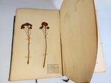 a book with a picture of two flowers in it