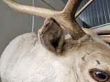 a stuffed reindeer with antlers on display in a room