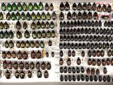 a lot of beetles that are on the wall