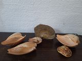five seashells on a table with a rock in the background