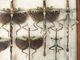 a lot of insects that are hanging on the wall