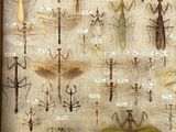 a display of insects in a wooden frame on the wall
