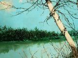a picture of a painting of a tree by the water