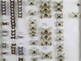 many different types of butterflies on display in a glass case
