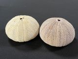 two white sea urchins sitting on top of a black surface
