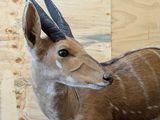 a fake antelope standing on a rug in a room
