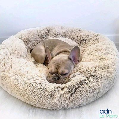 un petit chien qui dort dans un panier pour chien