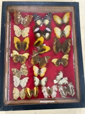 a lot of butterflies that are in a shadow box
