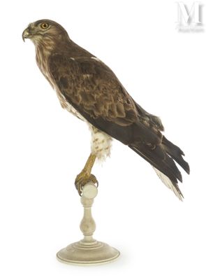 a bird that is sitting on top of a glass