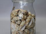 a glass jar filled with shells on a white surface