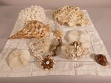 a table with a lot of shells and shells on it