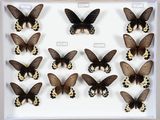 de nombreux papillons dans un cadre blanc