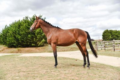 a horse that is standing in the grass near a fence