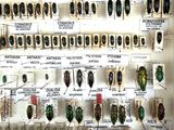 many different types of beetles displayed on the wall