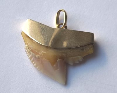 un pendentif plaqué or orné d'une dent de requin
