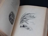an open book with a drawing of a man and a dog