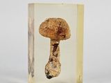 a mushroom in a glass box on a white surface