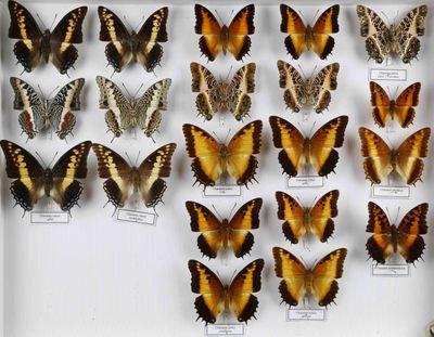 de nombreux types de papillons différents présentés dans une vitrine