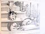 deux chats qui jouent ensemble dans les escaliers