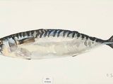 painting of a fish on a white background in a frame