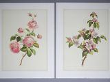 two paintings of pink roses on white paper with green leaves