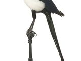 a black and white bird sitting on top of a metal pole
