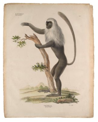 an illustration of a monkey standing on its hind legs on a tree branch