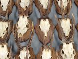 de nombreux crânes de cerfs exposés sur une table