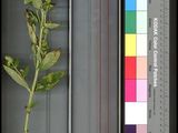 an image of a flower with a color scale in the background