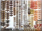 many different types of moths displayed in a display case