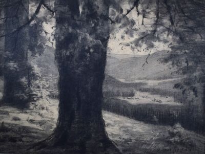 un dessin en noir et blanc représentant un arbre dans les bois