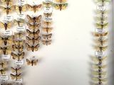 a lot of butterflies that are hanging on the wall