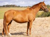 un cheval brun debout dans un champ d'herbe sèche