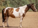 un cheval brun et blanc debout dans un champ de terre battue