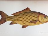 a picture of a fish that is on the table