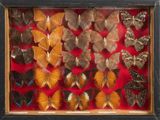 many different types of butterflies displayed in a shadow box