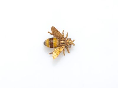 un gros plan d'une abeille sur une surface blanche