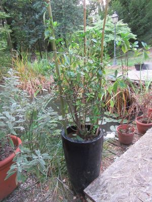 une plante en pot posée sur une table