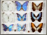 beaucoup de papillons qui se trouvent dans une boîte