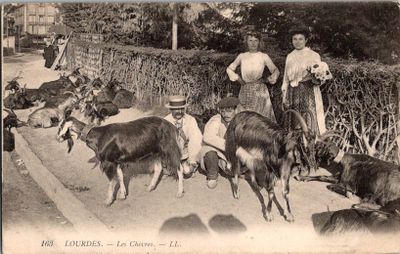 beaucoup d'animaux qui se promènent dans la rue