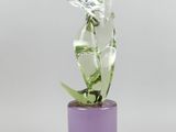 vase en verre violet contenant une plante verte, sur fond blanc