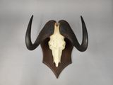 an image of a bull skull mounted on a wall