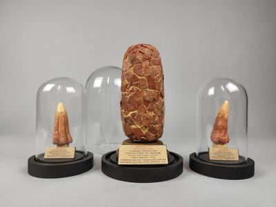 trois types différents d'objets exposés sous des dômes en verre posés sur une table