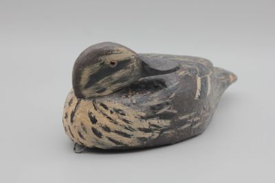 un petit oiseau perché sur une surface blanche