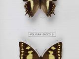 trois papillons sont exposés dans une vitrine, posés sur une surface blanche