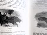 un livre ouvert sur lequel figure l'image d'une chauve-souris