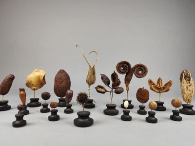 Plusieurs variétés de champignons sont disposées sur des pierres noires