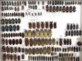 a lot of bugs that are on display in a white frame