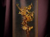 dried flowers in a glass box with red berries on a purple background