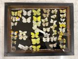 a picture of a picture of a display of butterflies